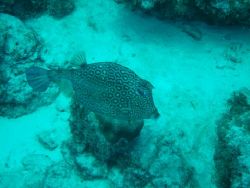 Taken in Curacao by Kelly N. Saunders 